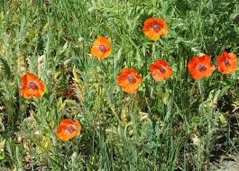 Image result for Papaveraceae