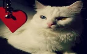 K Alwaleedi Shared A Video On Instagram Cat Cats Catlove Catslovers Love Liker Loveyou قط قطه محبي القطط تعايش معي Dog Dogs Dogslov In 2020 Cats Animals