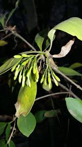 Image result for Pavetta gardeniifolia