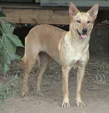 Australian Kelpie Cream Australian Kelpie Dog Australian Kelpie Animal Photography Dogs