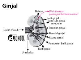 We did not find results for: Sistem Ekskresi Pada Manusia Idschool