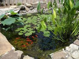 Ready to add pond fish to your backyard garden pond? Goldfish Ponds Water Gardens The Pond Doctor