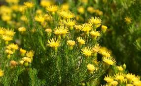 Image result for Pteronia acuminata