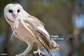 The Barn Owl Is Eating A Rat Stock Photo