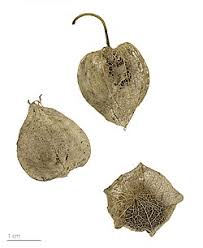 Image result for Physalis pubescens