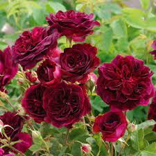 All in all, munstead wood is absolutely a fabulous rose. Englische Rose Rose Munstead Wood Rot
