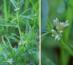 Image result for Limeum sulcatum