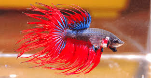 Pets have been a part of every people's lives ever since. Photo Of A Siamese Fighting Fish In Its Full Fighting Display Which Download Scientific Diagram