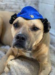 Yamaka Hat For Large Dog Etsy Dogs Large Dogs Dog Halloween Costumes