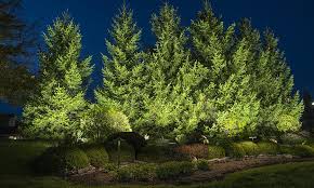 Some Of Our Favorite Trees To Light Lighthouse Landscape Lighting