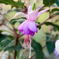 Upright Fuchsia Lena Dalton Plants Fuchsia House Plants