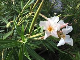Image result for Nerium oleander
