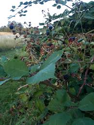 Anyone can get this kind of plant dermatitis, which settles leaving pigmentated patches, which may last several. Blackberry Picking Rash