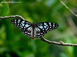 Animals For Common Tiger Butterfly Blue Tigers Butterfly Butterfly Family