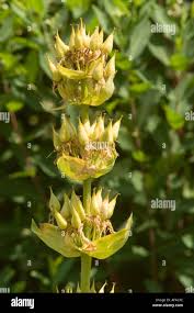 Image result for Gentianaceae