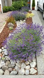 River Rock Landscape And Lavender Bush Landscapingideas Rock Garden Landscaping Front Yard Landscaping Backyard Landscaping