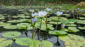 Image result for Nymphaea nouchali