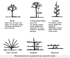 Apple Tree Guide Tree Type And Rootstocks Chris Bowers Sons
