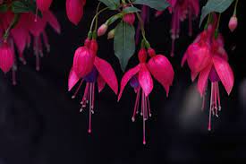 Free Image On Pixabay Flowers Fuschia Fuchsia Blooming Flower Images Colorful Flowers Balloon Flowers
