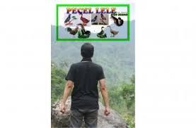 Sikemprus xyz daftar harga burung ciblek burung prenjak. Minta Tambah Efek Burung Terbang Ini 10 Editan Kocak Netizen Hitekno Com