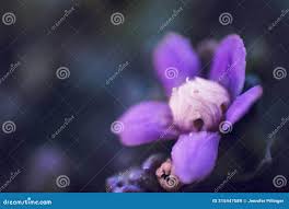 Image result for Raphionacme hirsuta