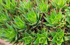 Image result for Aloe nuttii