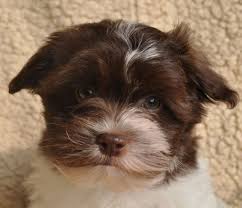 Black And Brown Dog Names Colors Colours In Havanese Havaneser Farben Info Chocolate Brown Colour Color Schokolade Farbe Havaneser Dog Names White Dogs Havanese