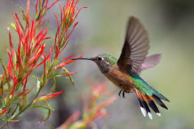 But there we were, three americans standing near south africa's drakensberg mountains, where barton, i learned, was studying how it was that a flower pollinated by a fly that looks like a hummingbird evolved — and may still be evolving. Dick Orleans Rocky Mountain Hummingbirds
