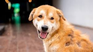 Find petsmart pet stores near you! Best Petshop Near Me Archives New Life Pet Clinic And Pet Shop