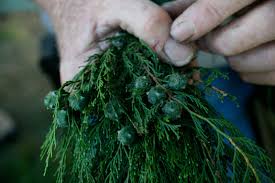 Image result for Cupressus funebris