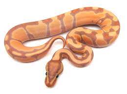 Pin On Sneaky Snek
