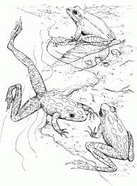 What kind of color does a frog have? Coloring Rocks Frog Coloring Pages Coloring Pages Animal Coloring Pages