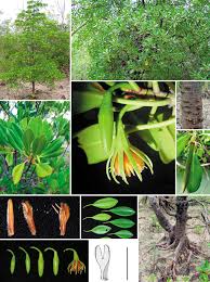 Image result for Bruguiera