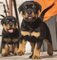 Riverridge rottweilers is an enthusiast kennel that is dedicated to the rottweiler. Pitbull And Rottweiler Mix Petfinder
