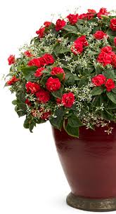 Check spelling or type a new query. 14 Red And White Blooms Ideas Plants Flower Garden Container Gardening