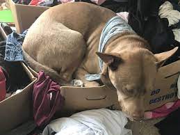 We did not find results for: What Would You Do If Someone Kicked Your Pet Quora