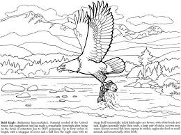 Whether you are studying wildlife at school, are working on a wildlife project, or you just love animals, we hope you'll enjoy these british wildlife colouring pages! Pin By Brenda Youngs On Coloring Pages First Edition Coloring Pages Coloring Books Eagle Art