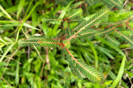 Image result for Phyllanthus fraternus