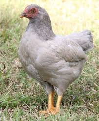 The cornish game hen might be something new to you. Cornish Thread Page 21 Chickens Backyard Beautiful Chickens Chickens