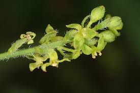 Image result for Tragia rupestris