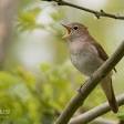 Common nightingale