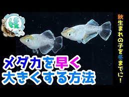 メダカを早く大きく育てる飼育方法 越冬に備えて秋生まれの子たちを安心サイズにしたい 媛めだか youtube メダカ めだか 越冬