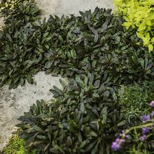 Image result for Ajuga