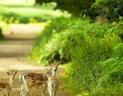20 Desktop Wallpaper Hd 1080p Nature 10 Top Full Hd Nature Wallpapers 1080p Desktop Full Natur In 2021 Nature Wallpaper Hd Nature Wallpapers Nature Desktop Wallpaper