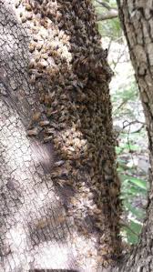 Follow the link below to read up on these darlings. Pin On Honey Bee Killer Bee Mexican Honey Wasps And Wasp Page Www Abolishpestwildlifecontrol Com
