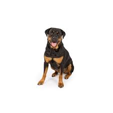 This page provides a listing of massachusetts rottweiler breeders. Rottweiler Puppies Petland Bolingbrook Il