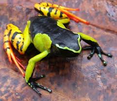 Mantella This Poisonous Frog From Madagascar Mantella Baroni Acquires Its Toxins Through Its Diet One Of The Primary Contributors Poison Frog Animals Frog