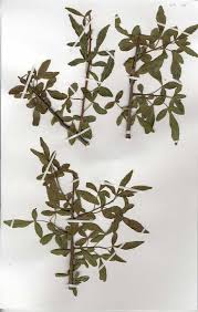 Image result for Searsia gueinzii