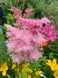 Image result for Spiraea billardii