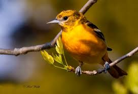 Birds That Look Like Baltimore Orioles Fred Walsh Photos Baltimore Oriole Male Female Baltimore Orioles Orioles Male